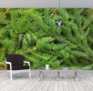 Picture of Fir tree background